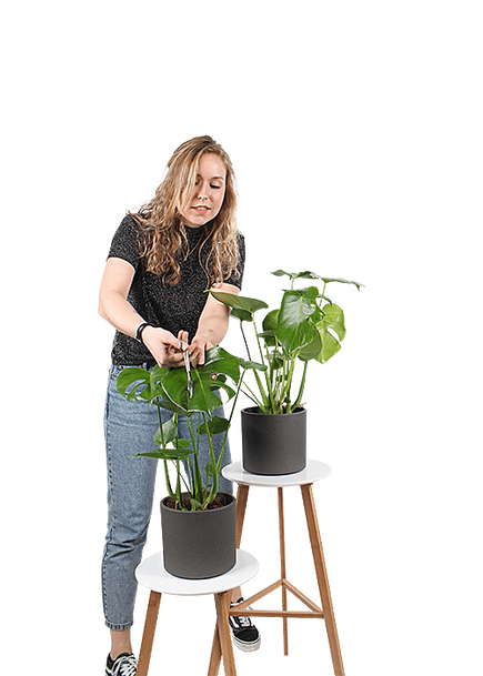 Plantenliefhebber