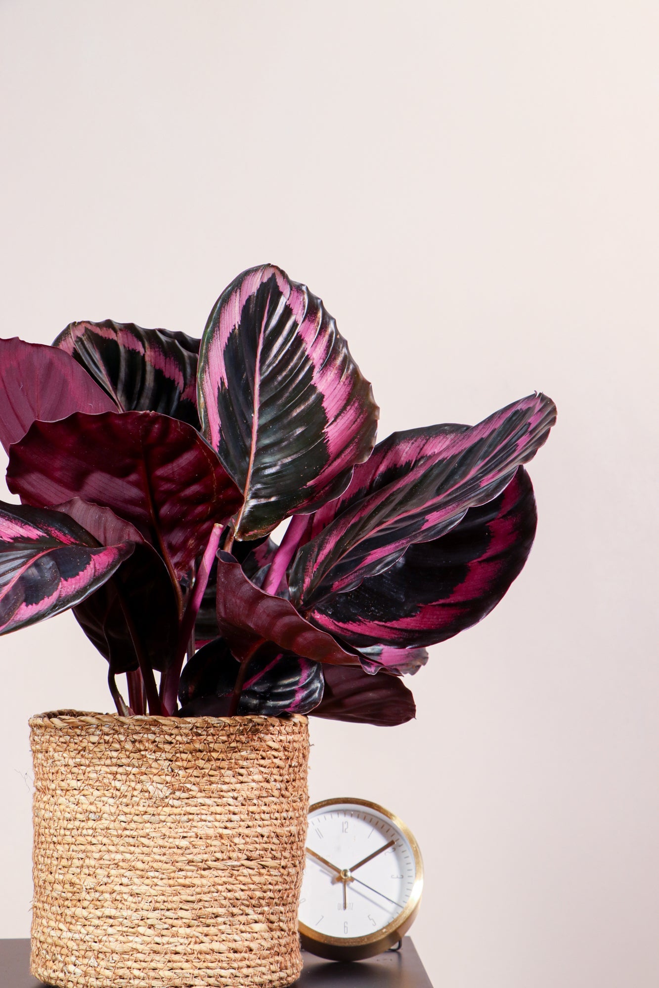 Calathea Surprisestar (Korbmarante) inspiratie 3