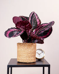 inspiratie-1