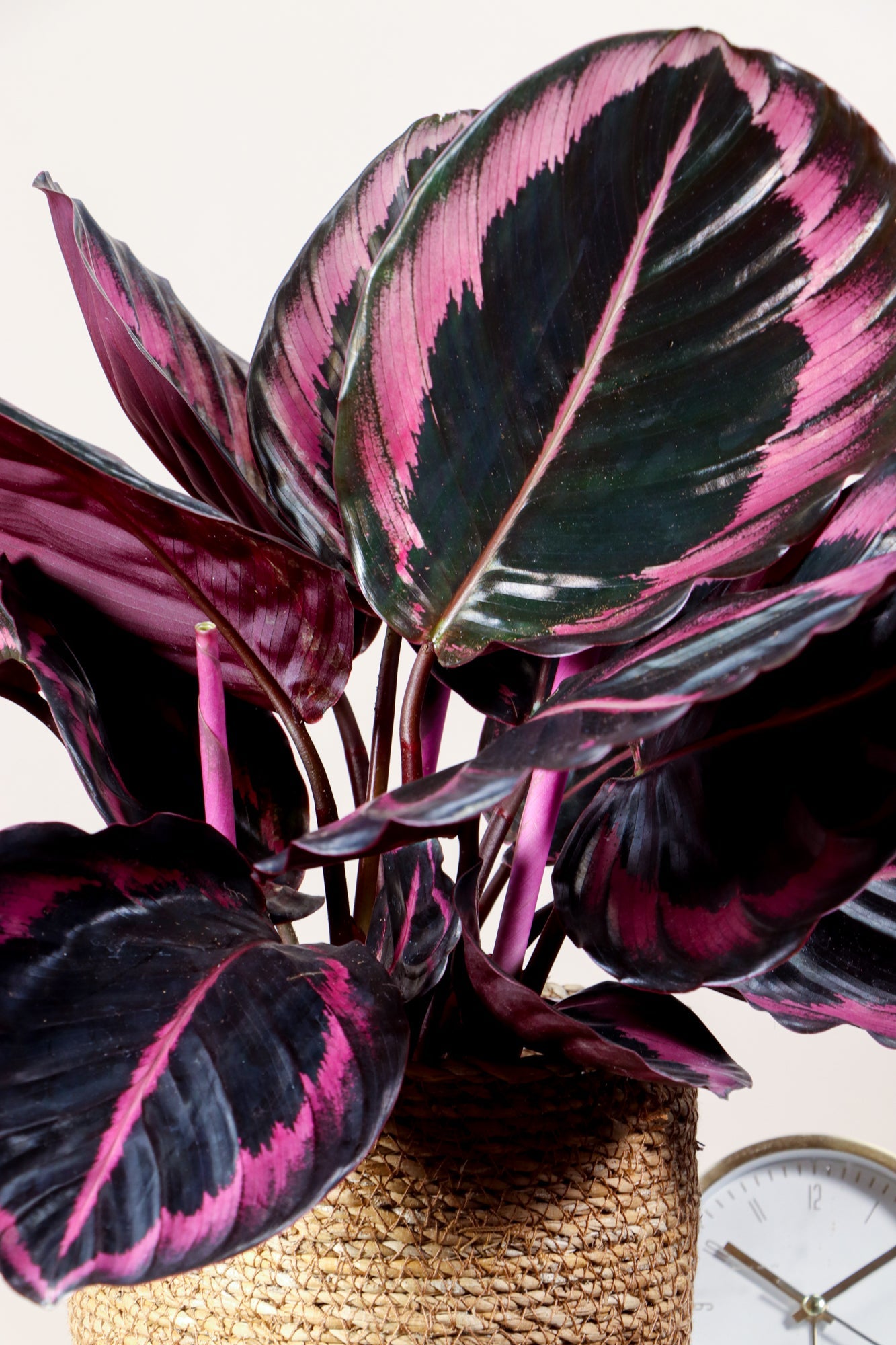 Calathea Surprisestar (Korbmarante) inspiratie 2