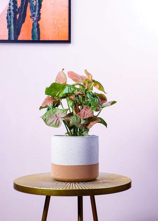 inspiratie