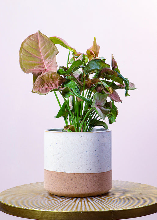 inspiratie
