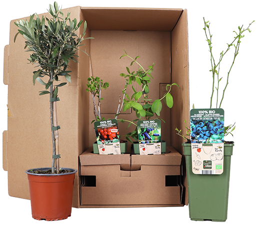 Sparbox Gartenfreude – Medium (8x)