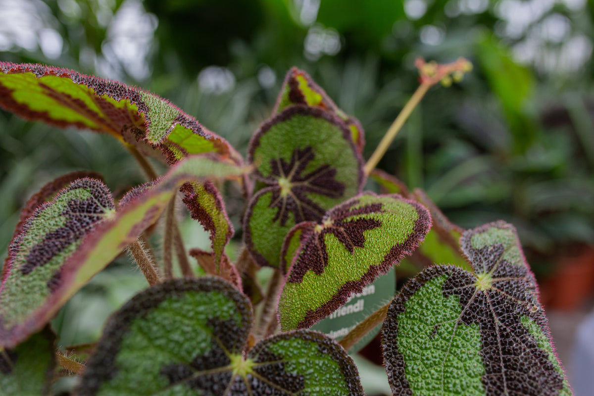 Begonia masoniana (Blattbegonie) (S) inspiratie 2