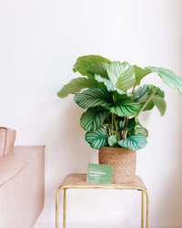 inspiratie-6