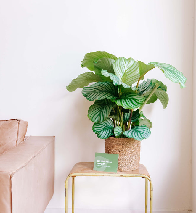 inspiratie
