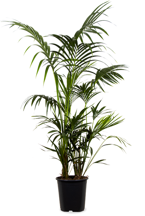 Howea forsteriana (Kentiapalme) (XL)