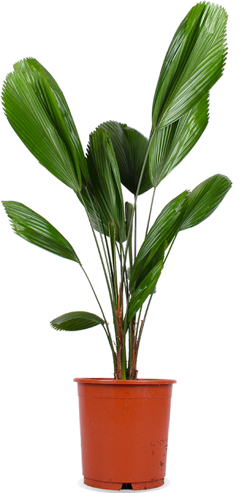 Licuala grandis (Strahlenpalme) (M)