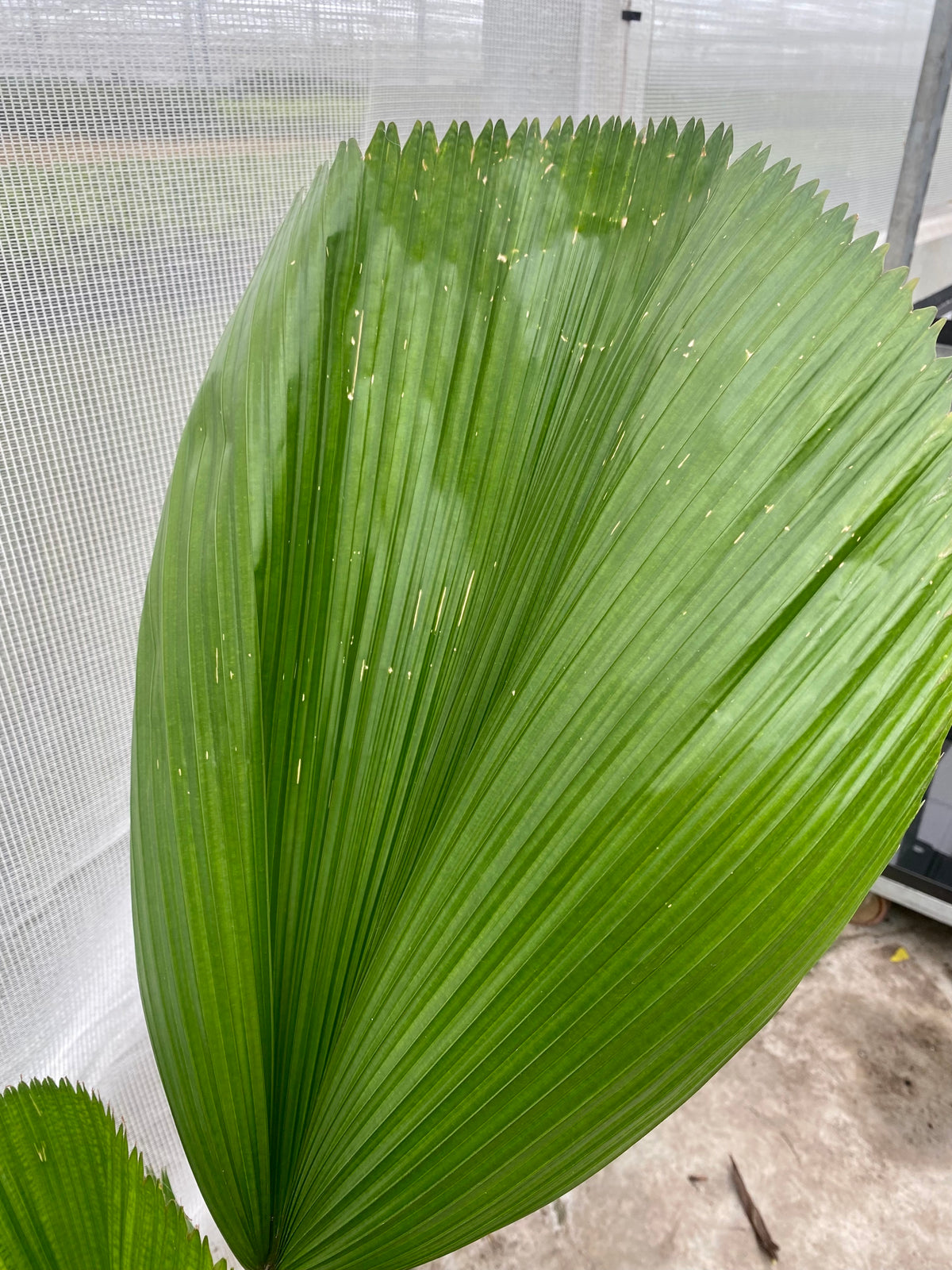 Licuala grandis (Groggy Zweige) inspiratie 5
