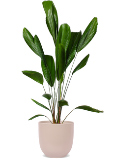 Licuala grandis (Strahlenpalme) (L)