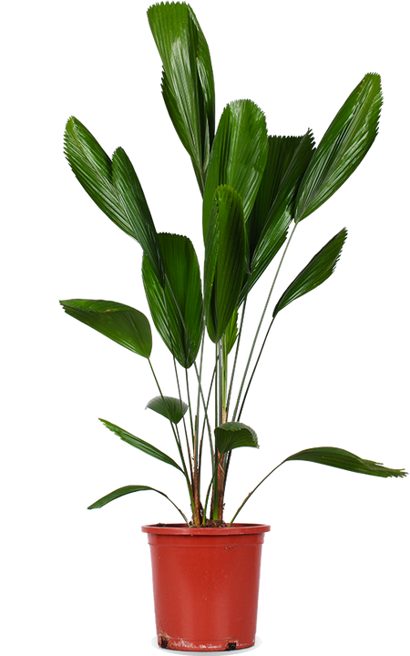 Licuala grandis (Strahlenpalme) (L)