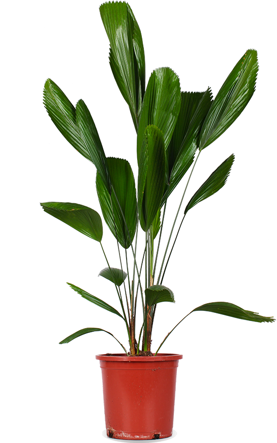 Licuala grandis (Strahlenpalme) (L)
