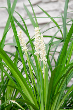 Liriope muscari "monroe white" (Lilientraube) (S)