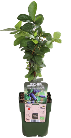 Honigbeere (Lonicera kamtschatica)