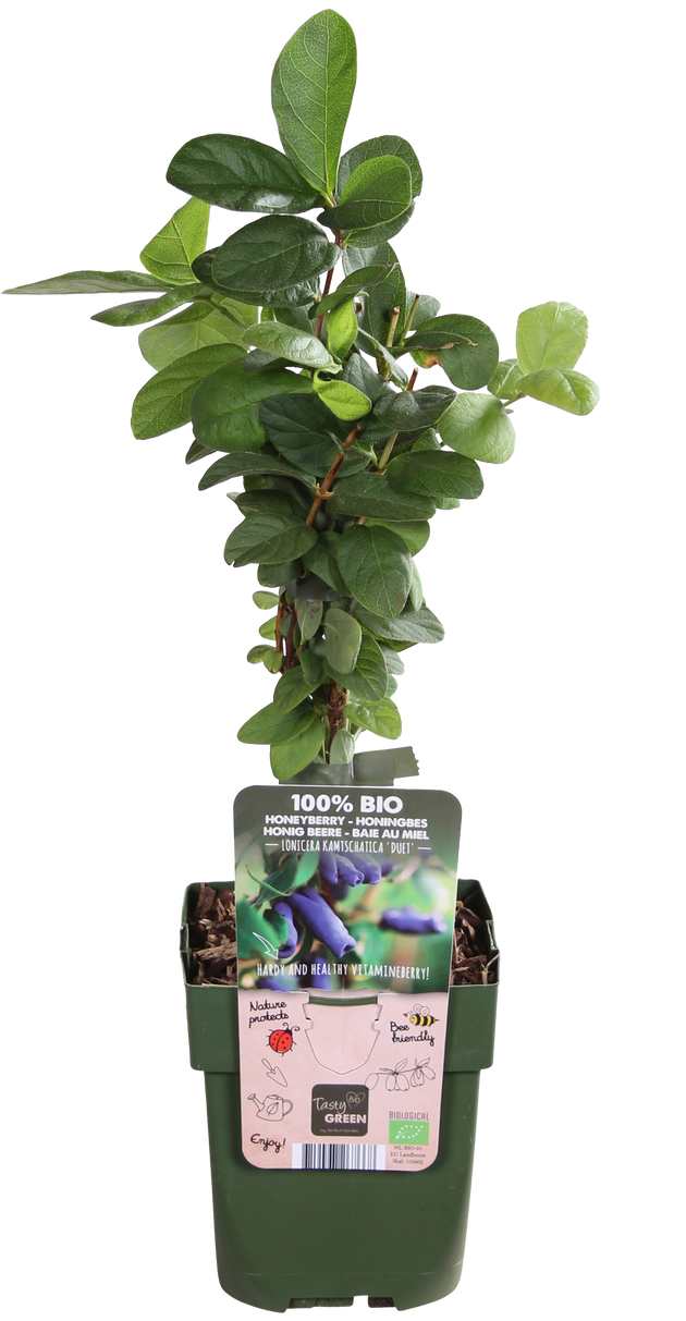Honigbeere (Lonicera kamtschatica) kaufen