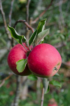 Apfelbaum (Malus domestica elstar)