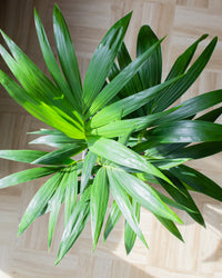 inspiratie-4
