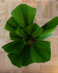 inspiratie-4
