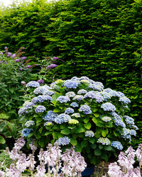 inspiratie-3