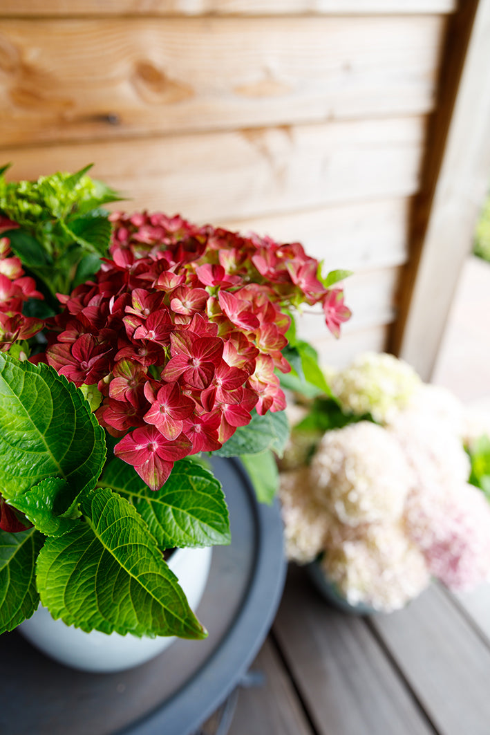 Hydrangea macrophylla "magical red" (Gartenhortensie) (S) inspiratie 2