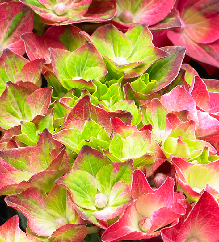 Hydrangea macrophylla "magical red" (Gartenhortensie) (S) inspiratie 3