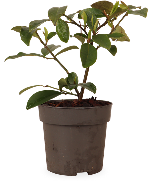 Michelia "fairy magnolia blush" (Magnolie) (S)