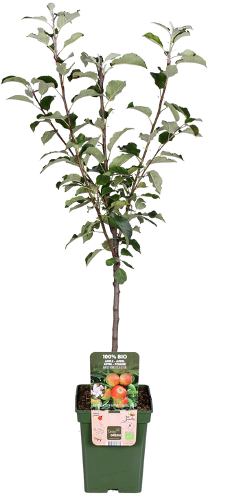 Apfelbaum (Malus domestica elstar)
