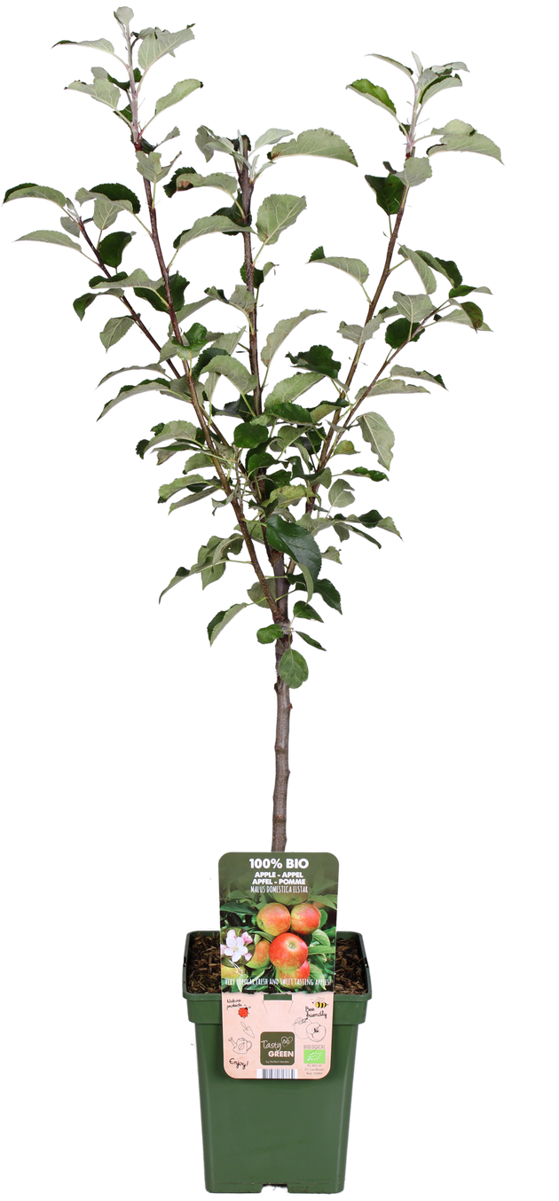 Apfelbaum (Malus domestica elstar) kaufen