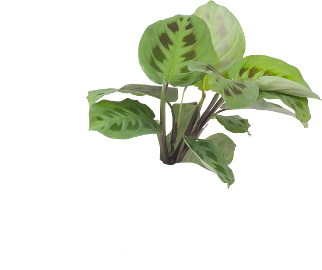Maranta leuconeura (Pfeilwurz) kaufen