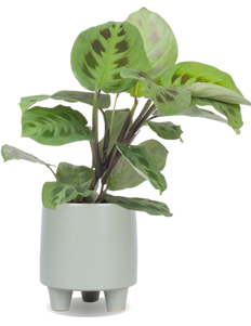 Pflege Maranta (Pfeilwurz / Gebetspflanze) | Plantsome