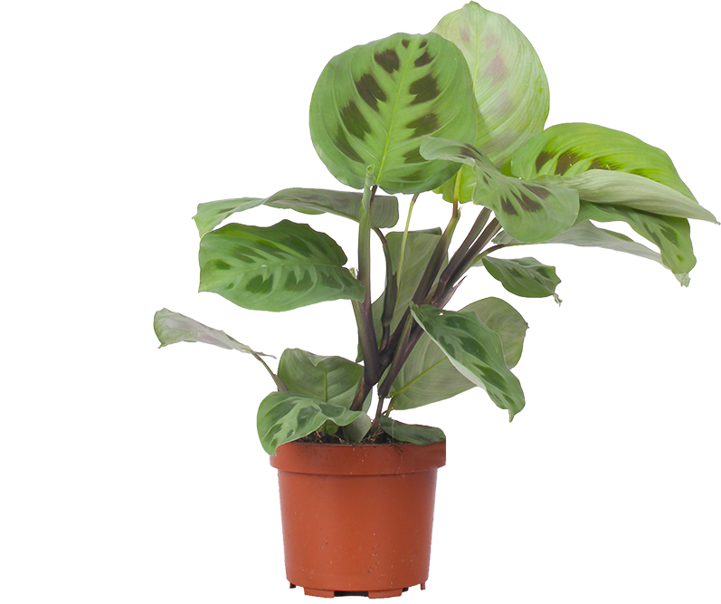 Maranta leuconeura kerchoveana (Pfeilwurz) (S)