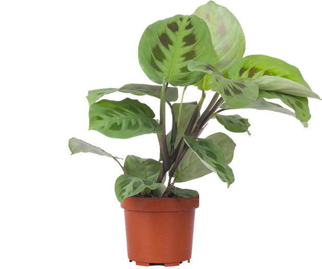 Maranta leuconeura (Pfeilwurz) kaufen