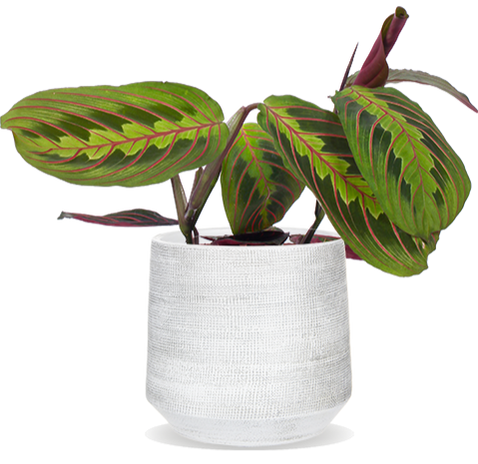 Maranta leuconeura fascinator tricolor (Pfeilwurz) (S)
