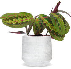 Maranta leuconeura fascinator tricolor (Pfeilwurz) (S)