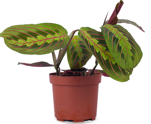 Maranta leuconeura fascinator tricolor (Pfeilwurz) (S)