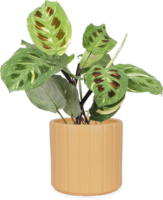 Maranta kerchoveana variegata (Pfeilwurz) (S)