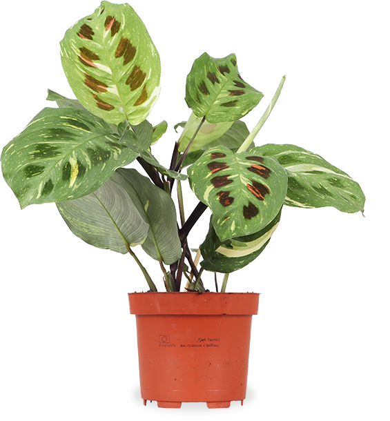 Maranta kerchoveana variegata (Pfeilwurz) (S)
