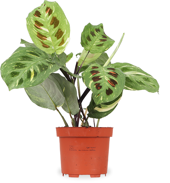 Maranta kerchoveana variegata (Pfeilwurz) kaufen