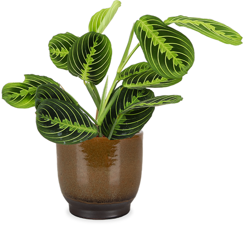 Maranta Lemon Lime (Pfeilwurz)