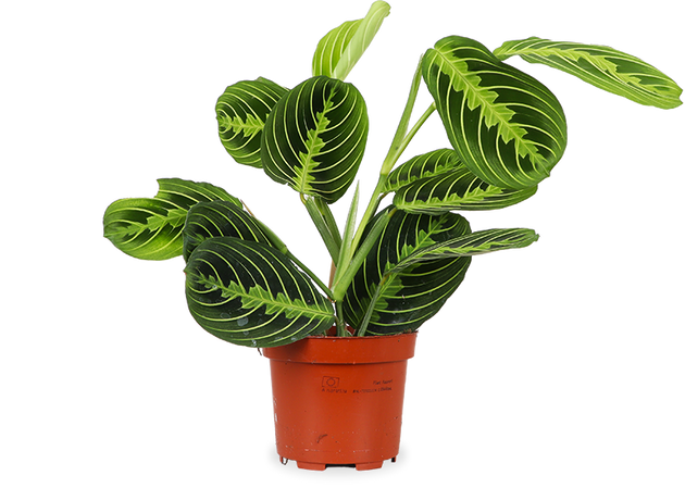 Maranta lemon lime (Pfeilwurz) kaufen