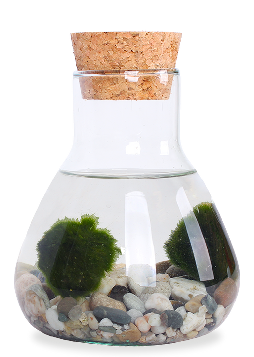 Aegagropila linnaei (Marimo Mooskugel Aquarium) (S)