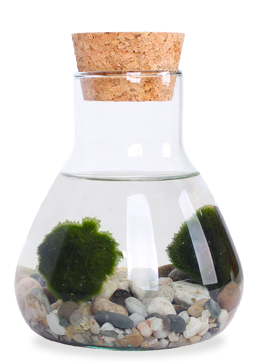 mooskugeln aufbewahren Marimo Mooskugel Aquarium kaufen? | Alfie
