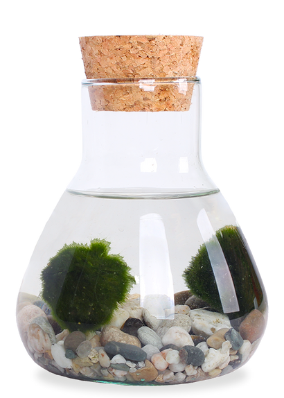 Aegagropila linnaei (Marimo Mooskugel Aquarium) (S)