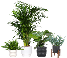 Marty die Palme & das Swing Trio