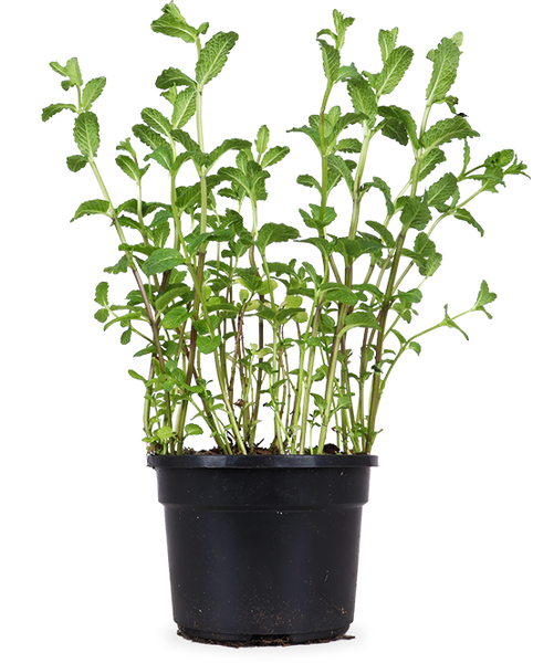 Minze (Mentha spicata) – Plantsome