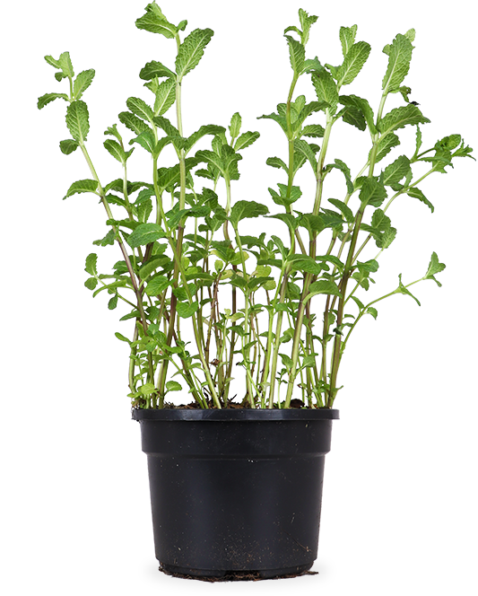 Minze (Mentha spicata)