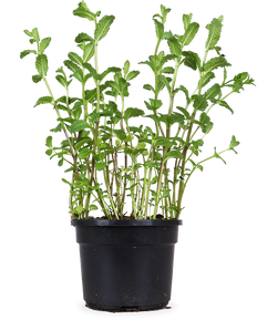 Minze (Mentha spicata)