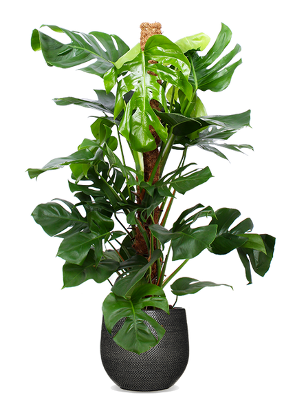 Monstera Pertusum (Fensterblatt) kaufen? | Alfredo