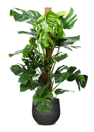 monstera kaufen münchen Monstera Pertusum (Fensterblatt) kaufen? | Alfredo