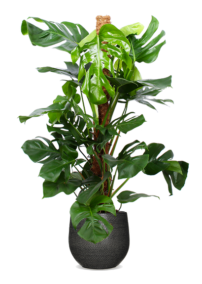 Monstera pertusum (Fensterblatt) (L)